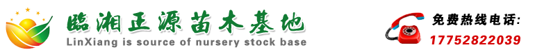 临湘正源苗木基地