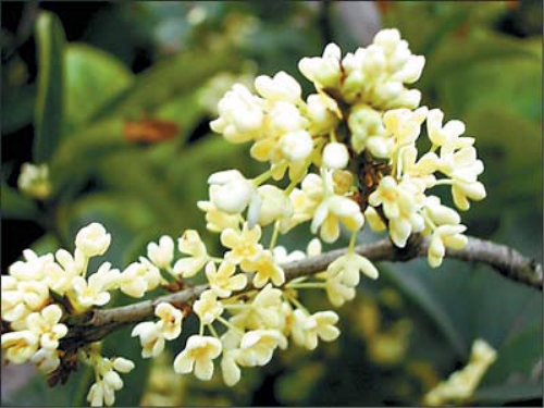 金桂花