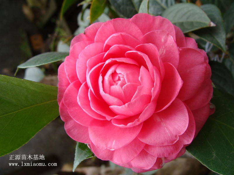 茶花
