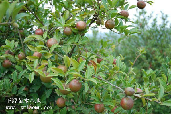 茶树