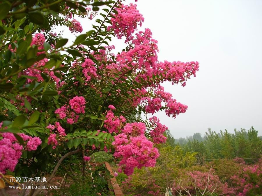 紫薇花