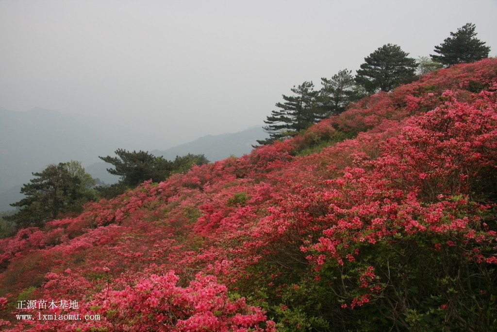 映山红